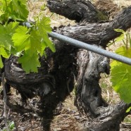 The Forefront of Sustainable Vineyard Management